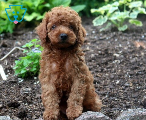 Stormy Mini Poodle