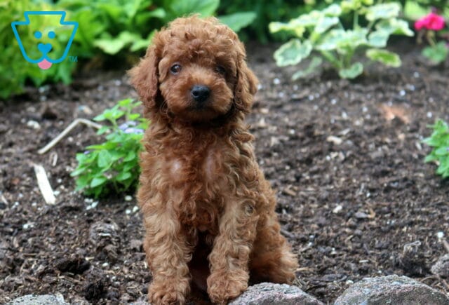 Stormy Mini Poodle image