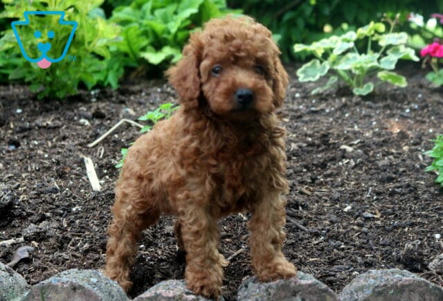Stormy Mini Poodle2 image