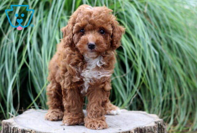 Sweet red Toy Poodle puppy with a curly coat and white chest standing on a tree stump, looking curiously toward the camera with tall green ornamental grass in the background. image