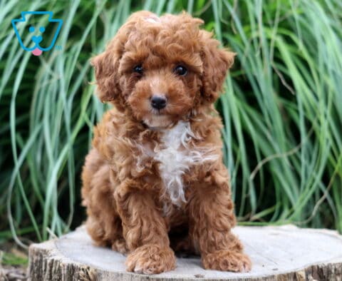 Tiny red Toy Poodle puppy with a curly coat and bright white chest sitting on a tree stump, framed by lush green ornamental grass in the background.
