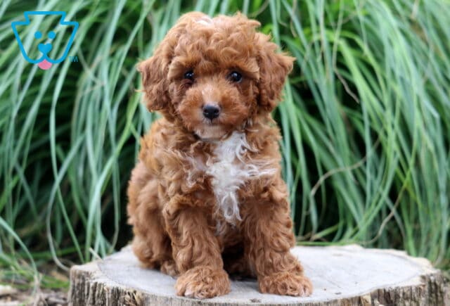 Tiny red Toy Poodle puppy with a curly coat and bright white chest sitting on a tree stump, framed by lush green ornamental grass in the background. image