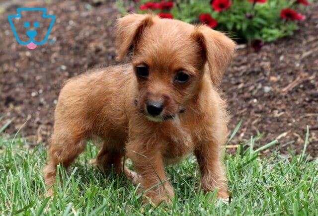 Tiny caramel-colored Jackapoo puppy standing in green grass, showing off its soft scruffy coat and curious expression with colorful garden flowers in the background. image