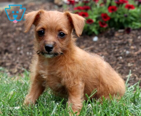 Playful tan Jackapoo puppy sitting in fresh green grass, featuring a scruffy coat, floppy ears, and bright eyes with vibrant red flowers softly blurred in the background.