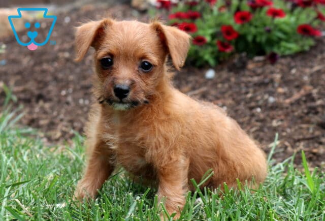 Playful tan Jackapoo puppy sitting in fresh green grass, featuring a scruffy coat, floppy ears, and bright eyes with vibrant red flowers softly blurred in the background. image