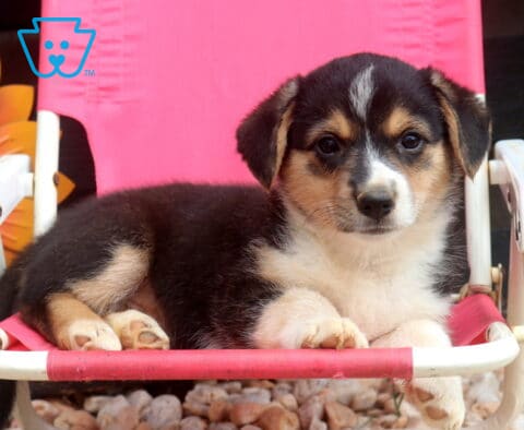 Sweetie Welsh Corgi