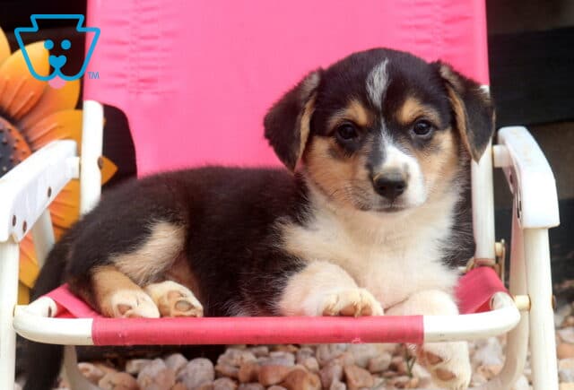 Sweetie Welsh Corgi image