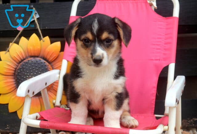 Sweetie Welsh Corgi2 image