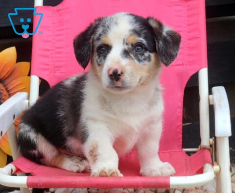 Swervo Welsh Corgi