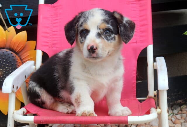Swervo Welsh Corgi image