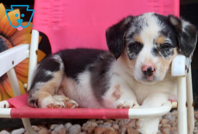 Swervo Welsh Corgi2 image