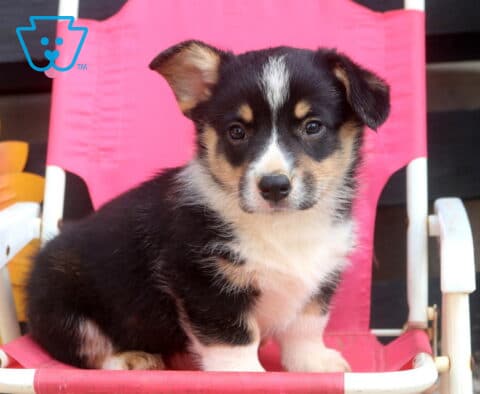 Swift Welsh Corgi