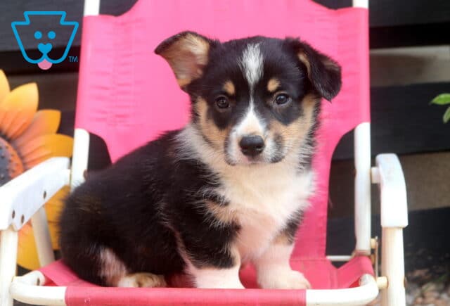 Swift Welsh Corgi image
