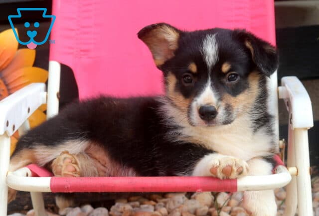 Swift Welsh Corgi2 image
