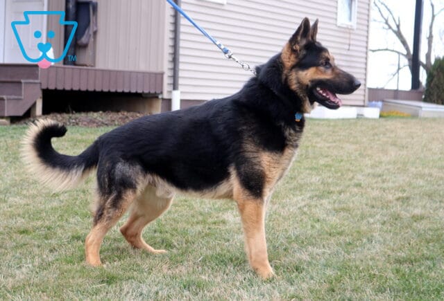 TREVOR German Shepherd Ben Beiler image