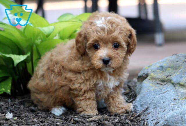 Tabby Cavapoo image
