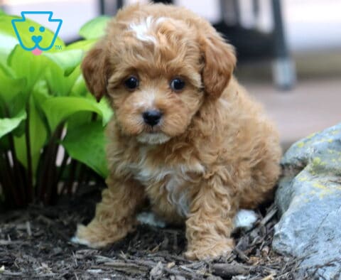 Tabby Cavapoo2