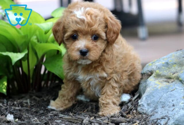 Tabby Cavapoo2 image