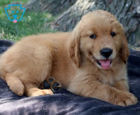 Tabby Golden Retriever