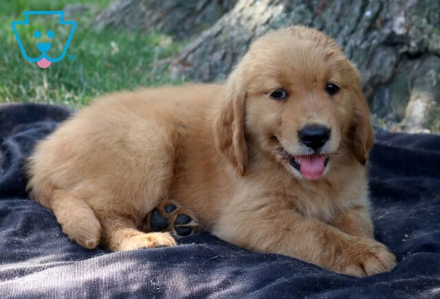 Tabby Golden Retriever image