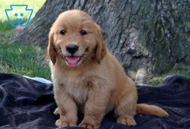 Tabby Golden Retriever2 image