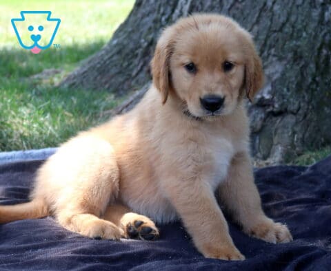Taffy Golden Retriever