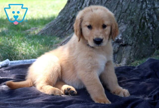 Taffy Golden Retriever image