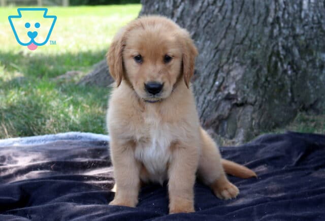 Taffy Golden Retriever2 image