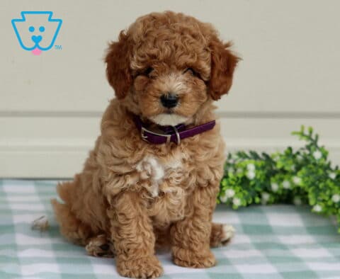 Taffy Mini Poodle