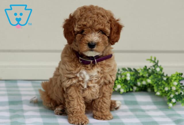 Taffy Mini Poodle image