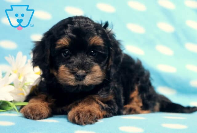 Black and tan Havapoo puppy lying on a light blue polka-dot blanket beside white daisies, featuring a fluffy wavy coat, expressive dark eyes, and a sweet teddy bear face. image