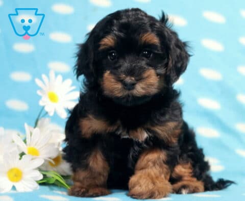 Black and tan Havapoo puppy sitting on a light blue polka-dot blanket beside white daisies, showing off a soft fluffy coat, bright eyes, and an adorable teddy bear face.