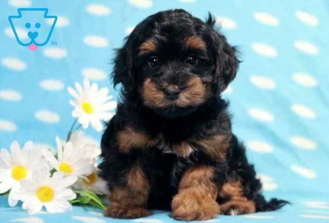 Black and tan Havapoo puppy sitting on a light blue polka-dot blanket beside white daisies, showing off a soft fluffy coat, bright eyes, and an adorable teddy bear face. image