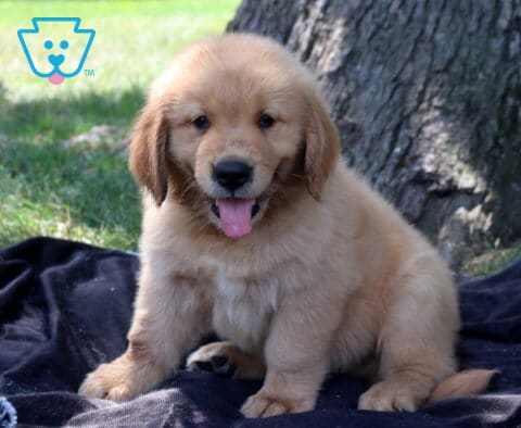 Taz Golden Retriever