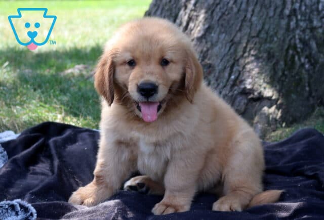 Taz Golden Retriever image