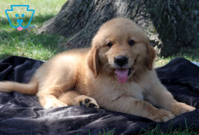 Taz Golden Retriever2 image