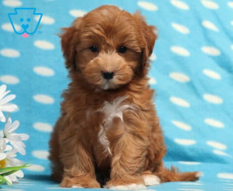 Fluffy apricot Havapoo puppy with a white chest patch sitting beside white daisies on a light blue polka-dot blanket, gazing sweetly at the camera with soft teddy bear features and a curly coat.