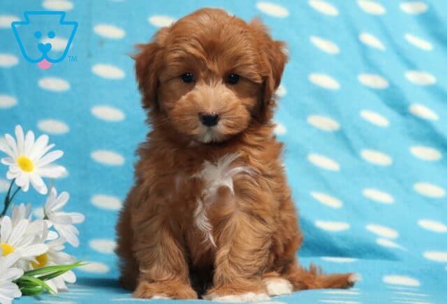 Fluffy apricot Havapoo puppy with a white chest patch sitting beside white daisies on a light blue polka-dot blanket, gazing sweetly at the camera with soft teddy bear features and a curly coat. image