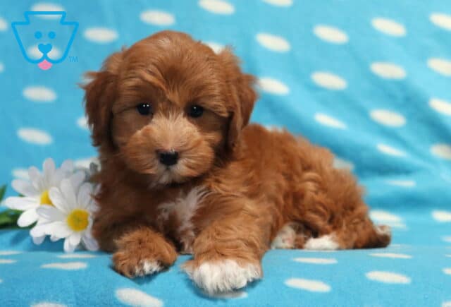 Adorable red apricot Havapoo puppy lying on a light blue polka-dot blanket beside white daisies, showing a fluffy wavy coat, white-tipped paws, and a charming teddy bear face with bright, curious eyes. image
