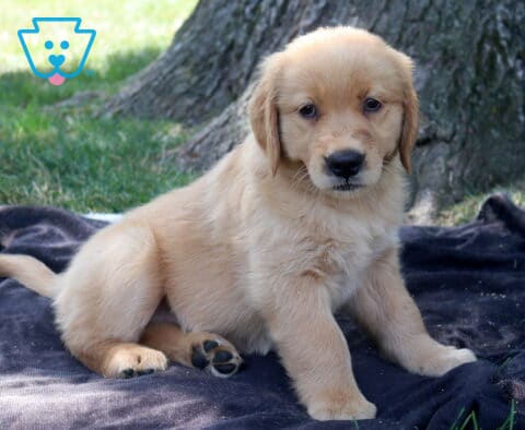 Tee Golden Retriever