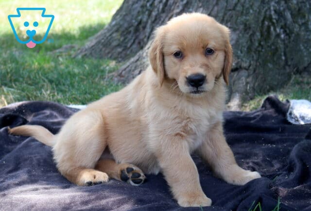 Tee Golden Retriever image