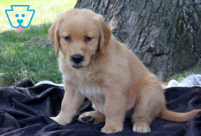 Tee Golden Retriever2 image