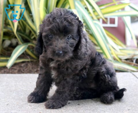 Theo Cockapoo