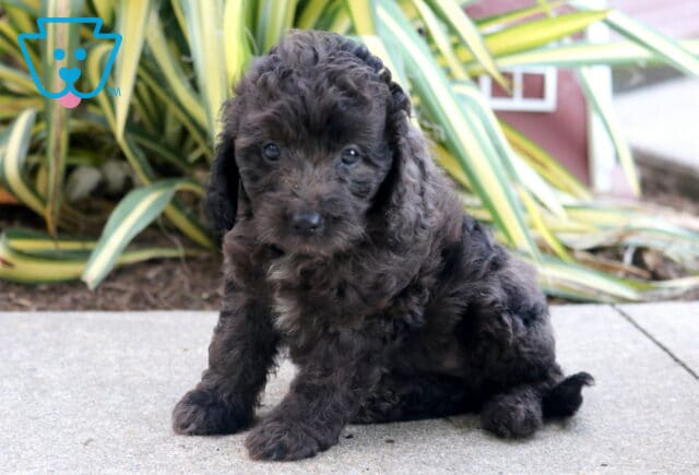 Theo Cockapoo image