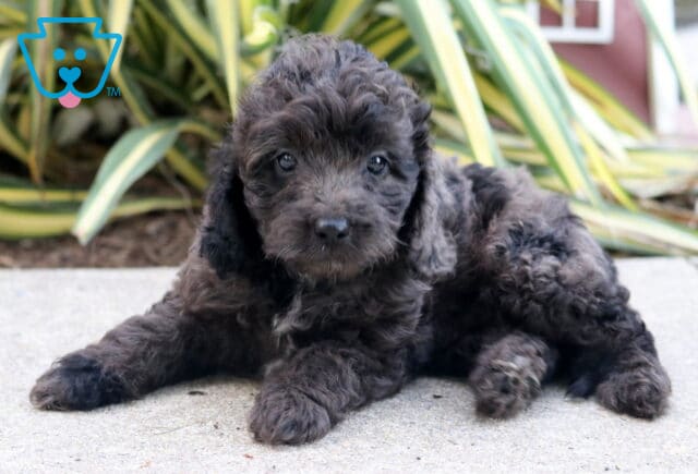 Theo Cockapoo2 image