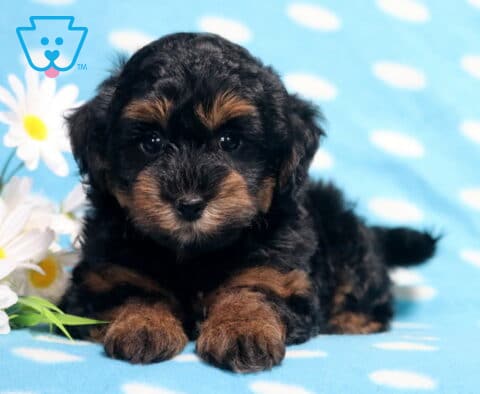 Black and tan Havapoo puppy lying on a light blue polka-dot blanket beside white daisies, displaying a fluffy wavy coat, soulful dark eyes, and a charming teddy bear face perfect for family companionship.