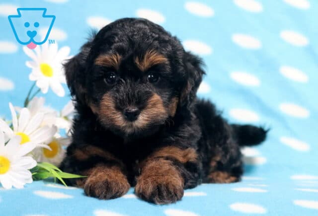 Black and tan Havapoo puppy lying on a light blue polka-dot blanket beside white daisies, displaying a fluffy wavy coat, soulful dark eyes, and a charming teddy bear face perfect for family companionship. image