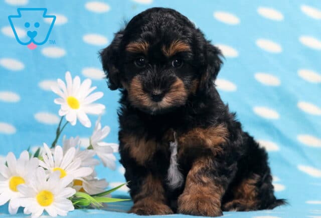 Tri-color Havapoo puppy sitting on a light blue polka-dot blanket beside white daisies, featuring a soft wavy black and tan coat with a white chest, expressive eyes, and a cuddly teddy bear appearance. image