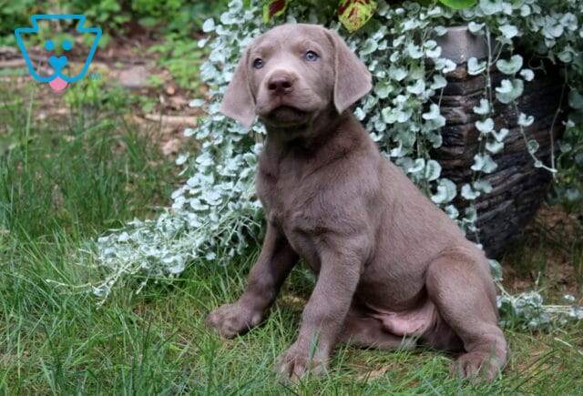 Theo Silver Lab image