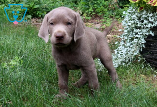 Theo Silver Lab2 image